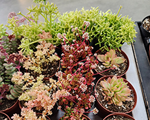 THERAPOTIX potted plant